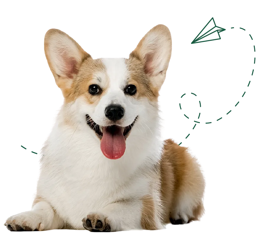 Alt Image